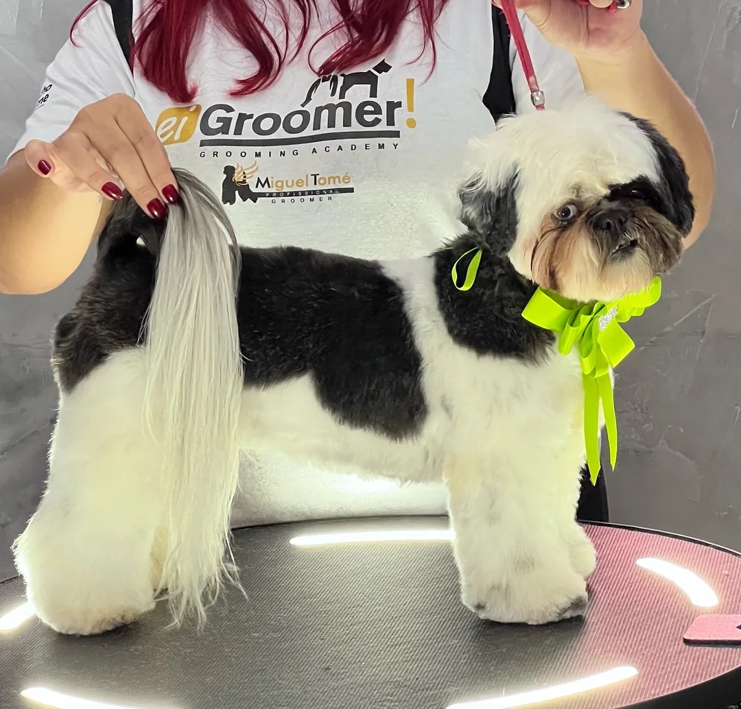 Shih-tzu com tosa finalizada e laço verde