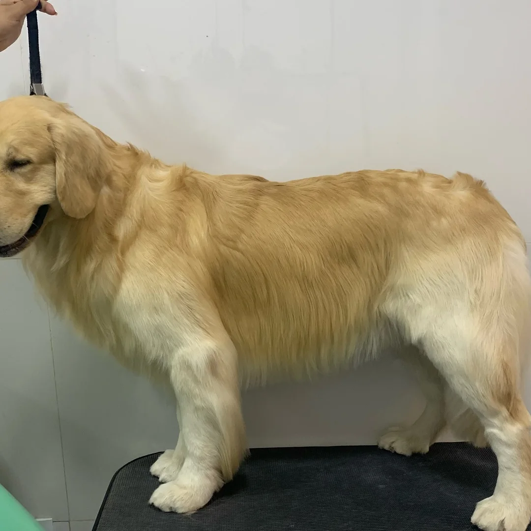 Golden Retriever cuidado pela Tia Bia