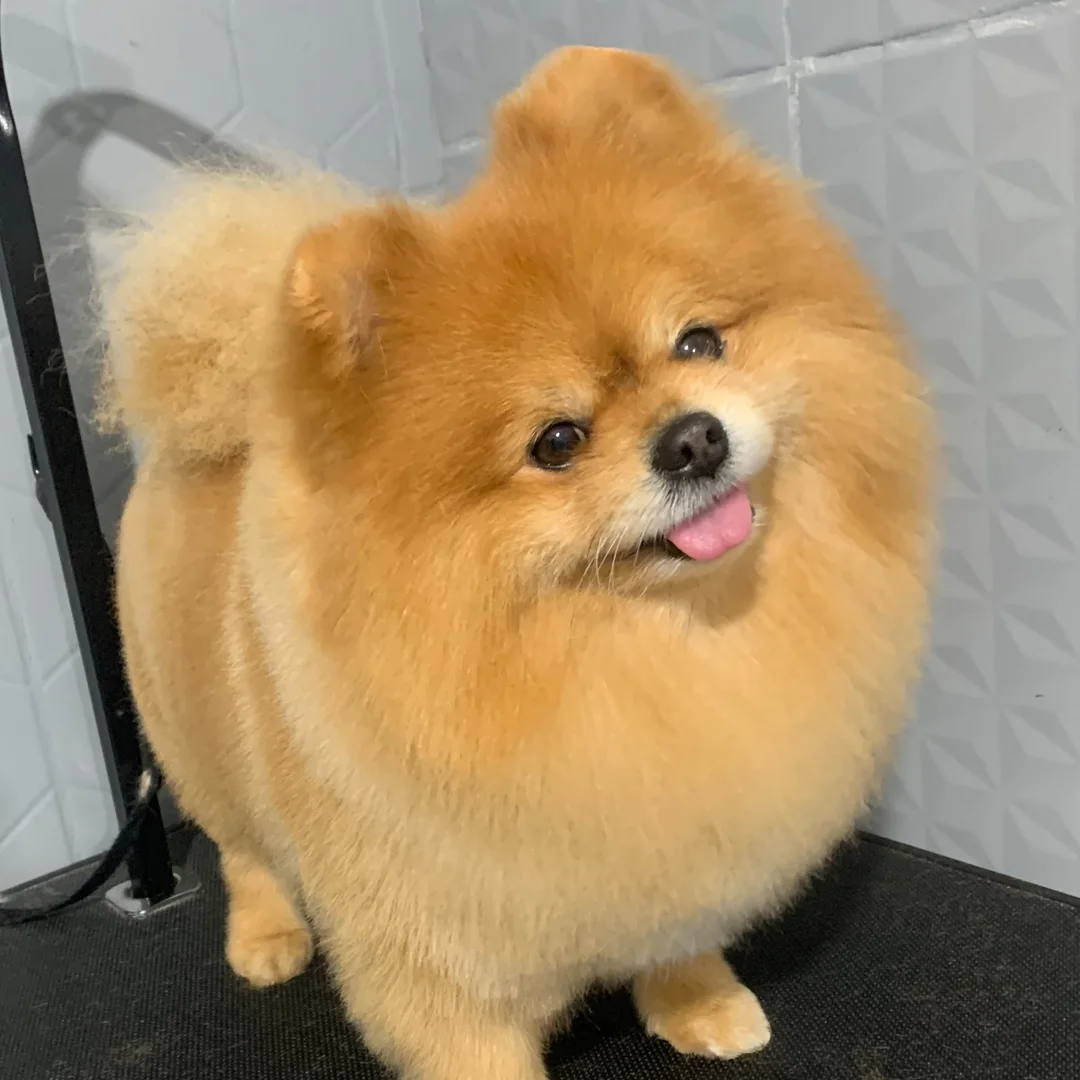 Spitz com pelagem finalizada