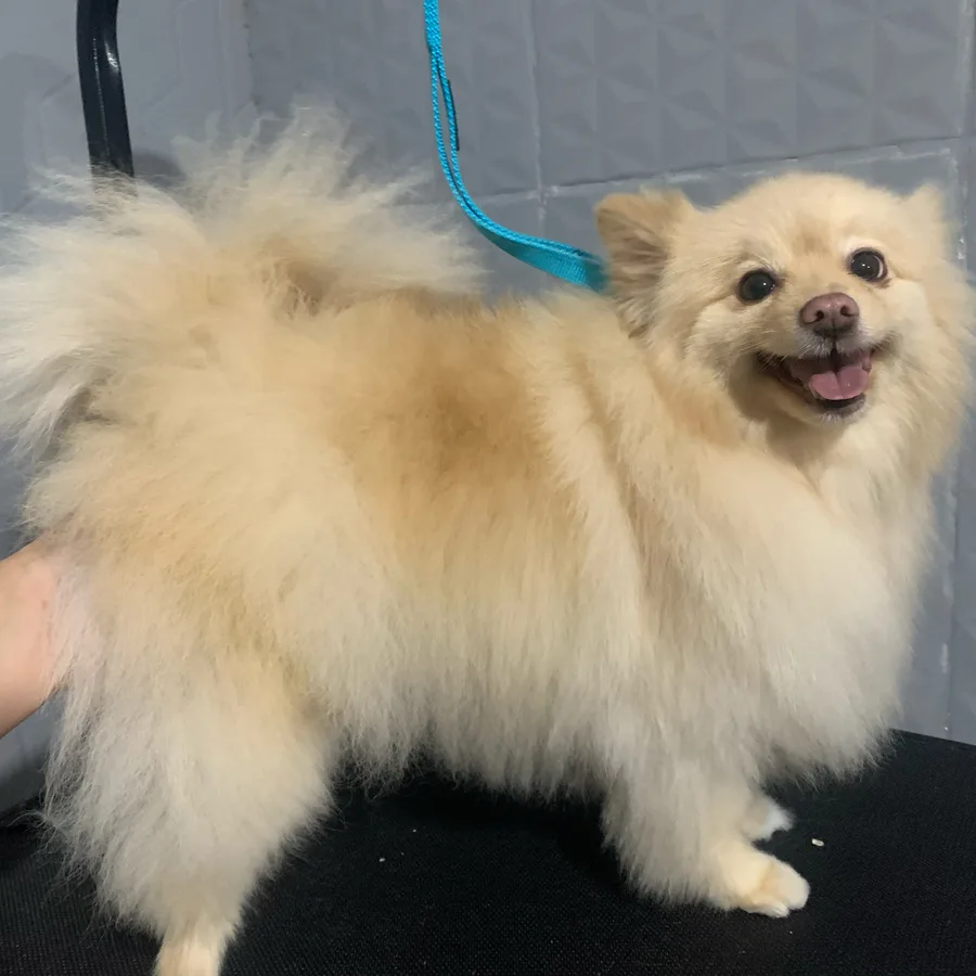 Cão de pelagem creme antes da finalização