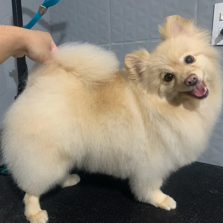 Cão de pelagem creme finalizado