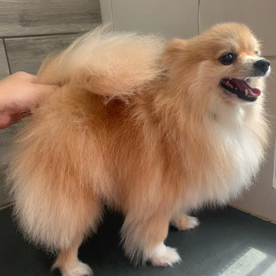Cão de pelagem alaranjada antes da finalização