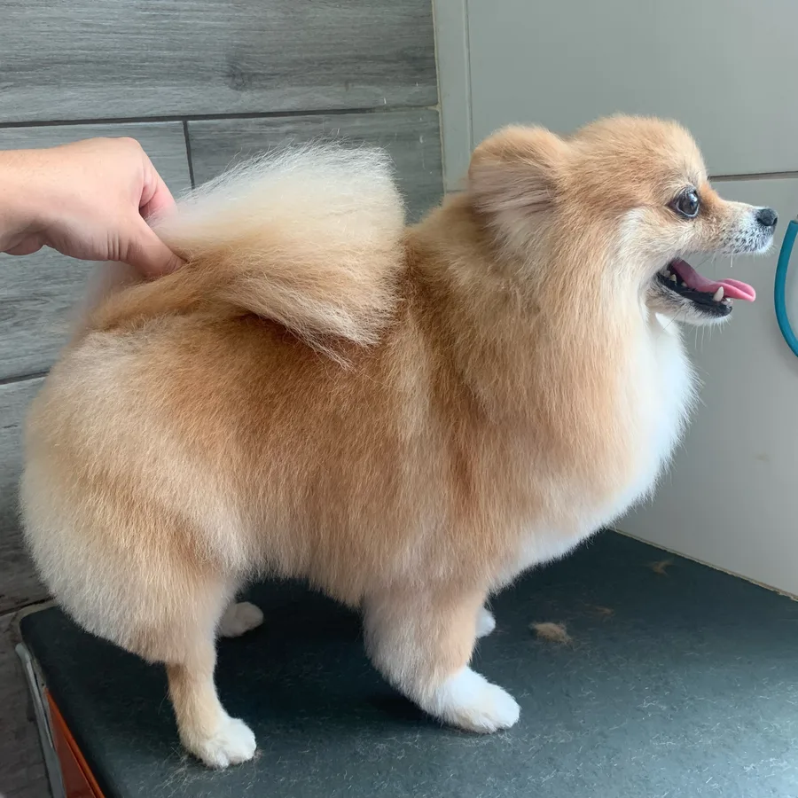 Cão de pelagem alaranjada finalizado