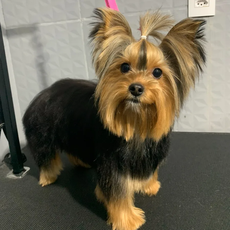 Cão de pelagem preta e dourada antes da finalização