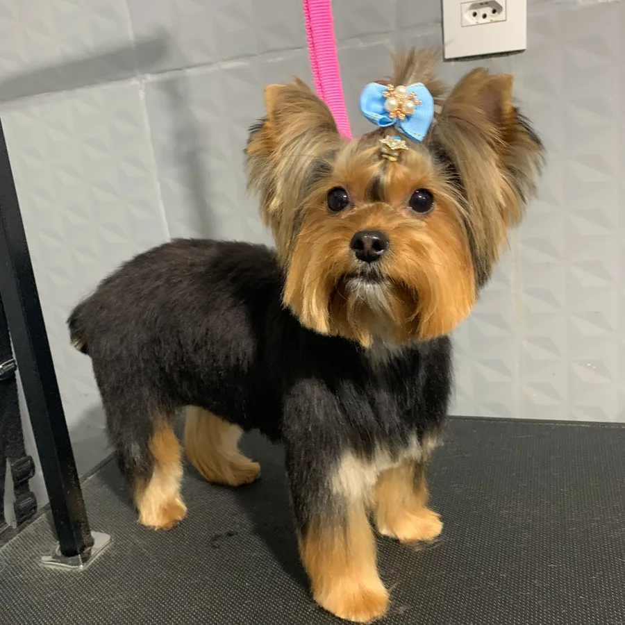 Cão de pelagem preta e dourada finalizado