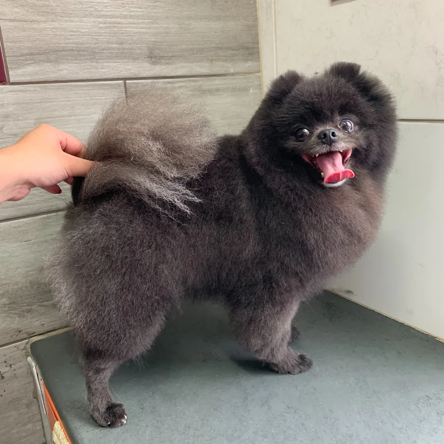 Spitz finalizado com pelagem volumosa
