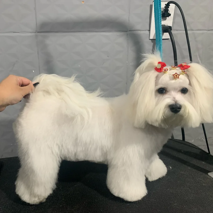 Cão branco finalizado com laços vermelhos
