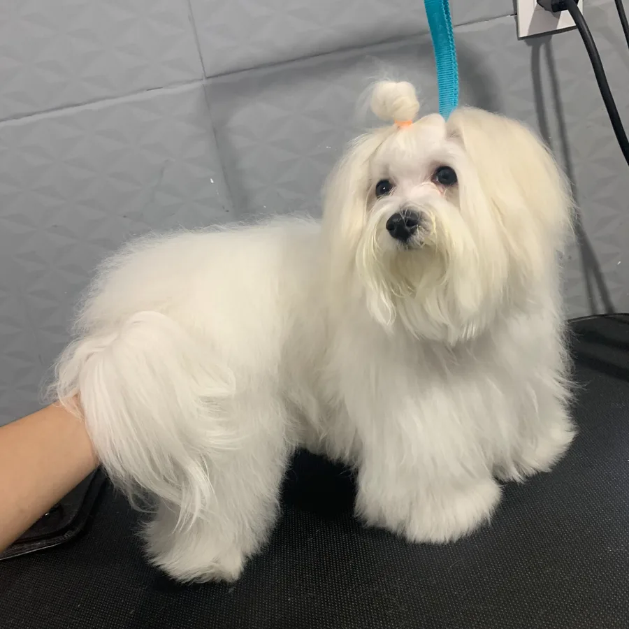 Cão branco antes da finalização