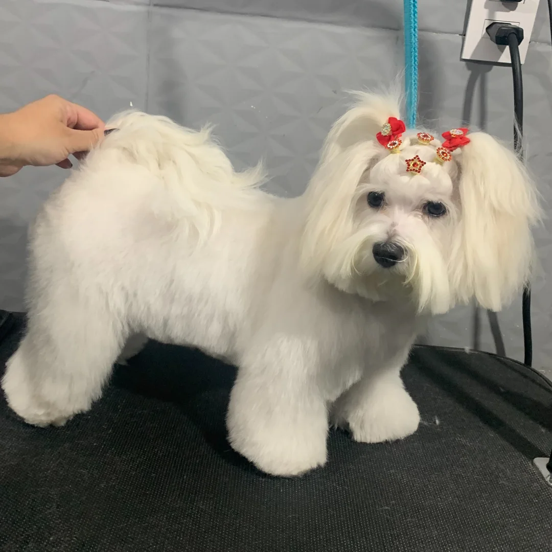 Celeste com a tosa finalizada