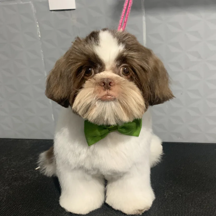 Cão marrom e branco finalizado com gravata verde