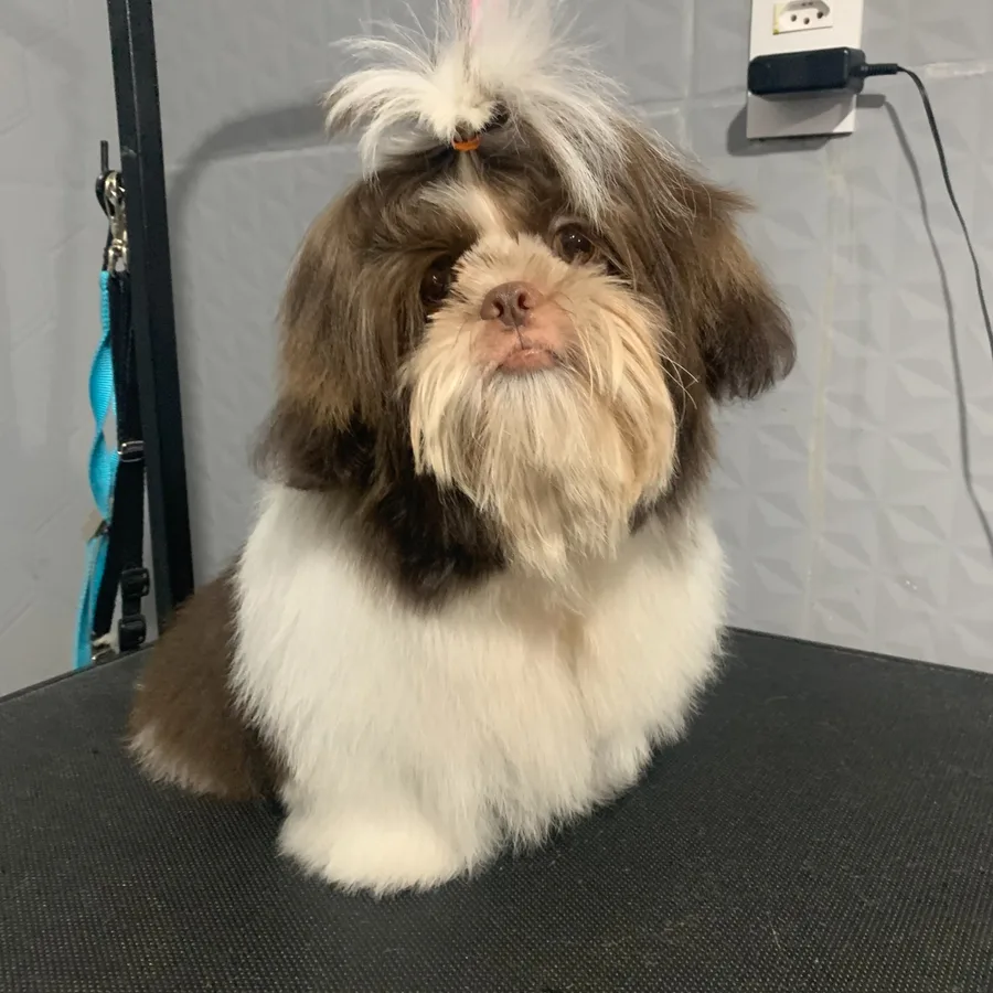 Cão marrom e branco antes da finalização